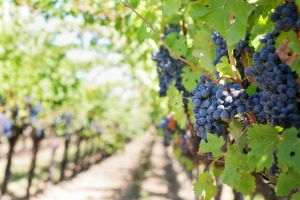 European wine and spirits exporters expect huge losses